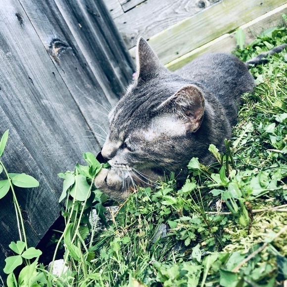 8 piece Cat Toy Bundle - Picture 3 of 4